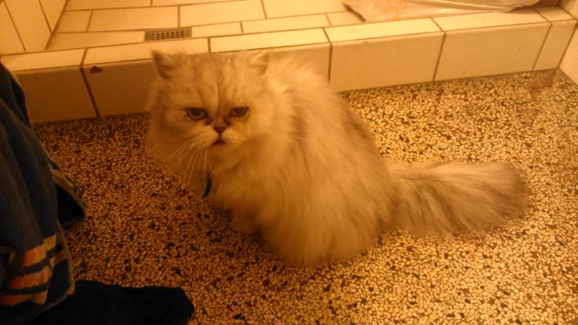 Perser Diva billede 4