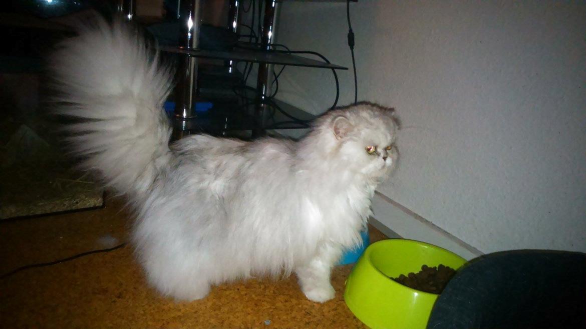 Perser Diva billede 5