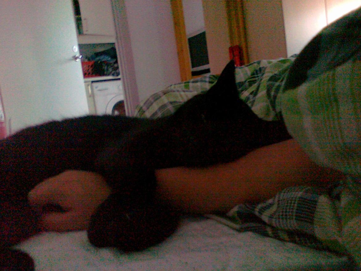 Huskat Samba - Min lille puttegris x3  billede 15