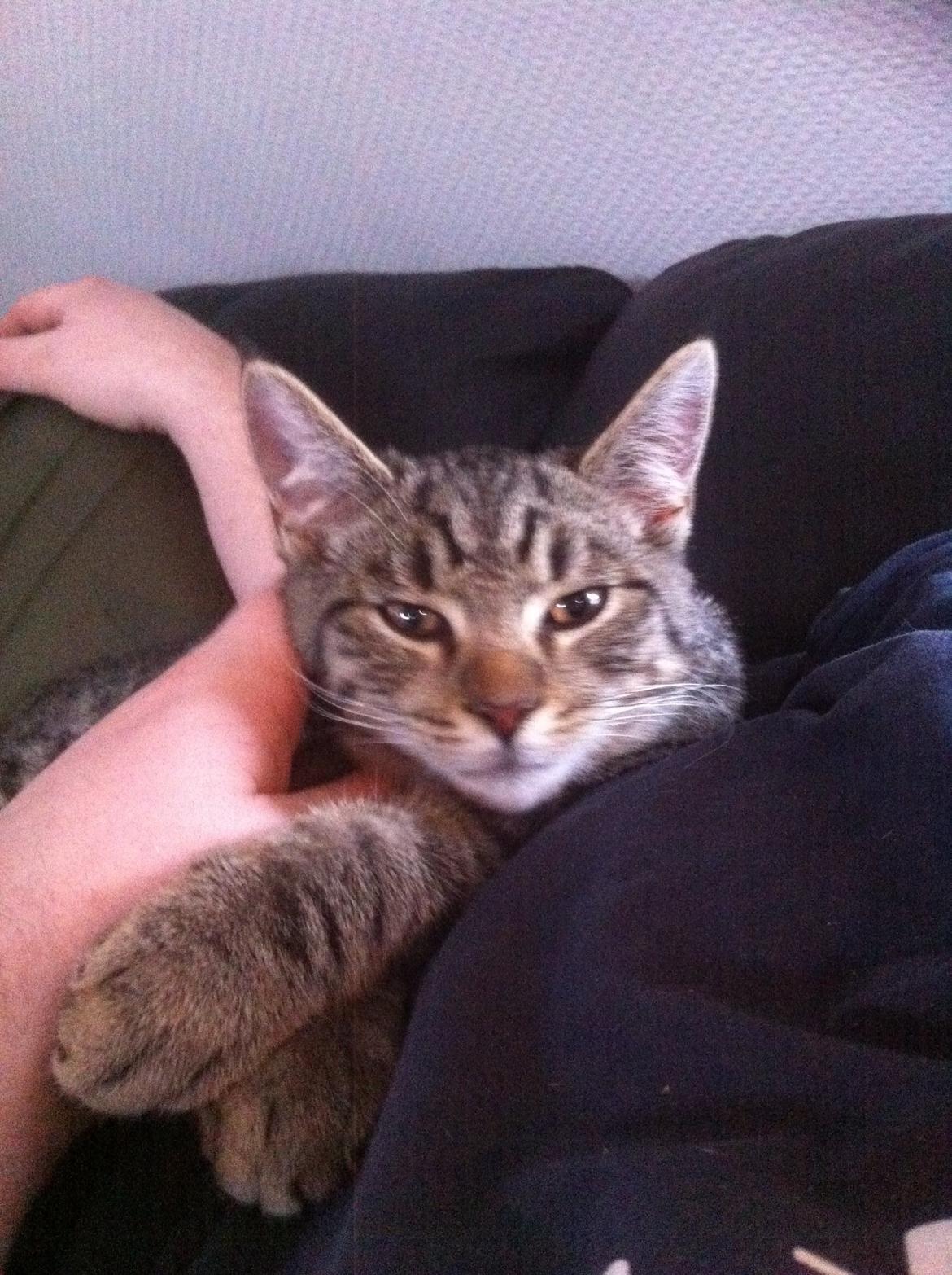 Huskat Enzo billede 3