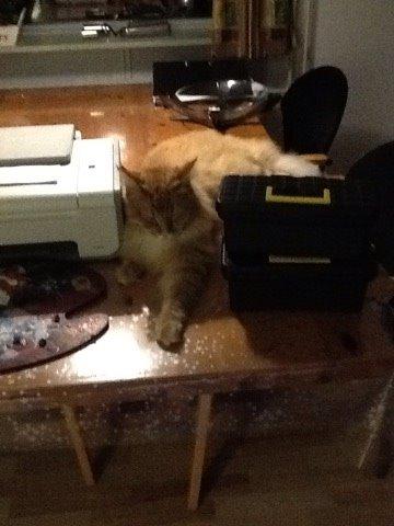 Maine Coon Simba billede 6