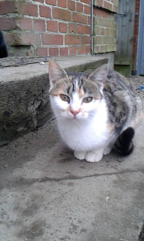 Huskat Smilla billede 10