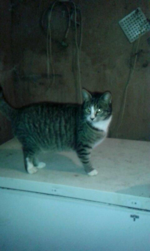 Huskat Speedy billede 9