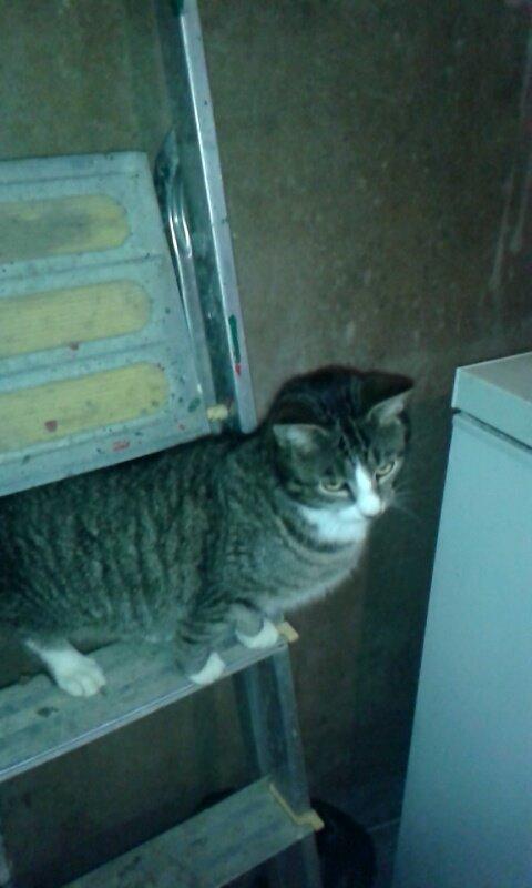 Huskat Speedy billede 10