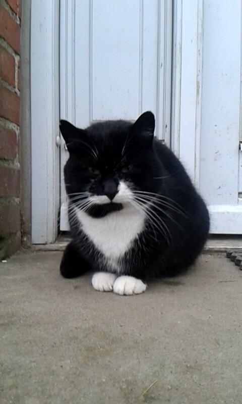 Huskat mulle (bamse) billede 16