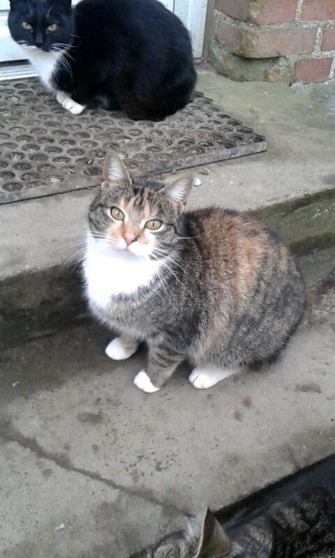 Huskat pus (mit et og alt) <3 - Mor bette i baggrunden  billede 43