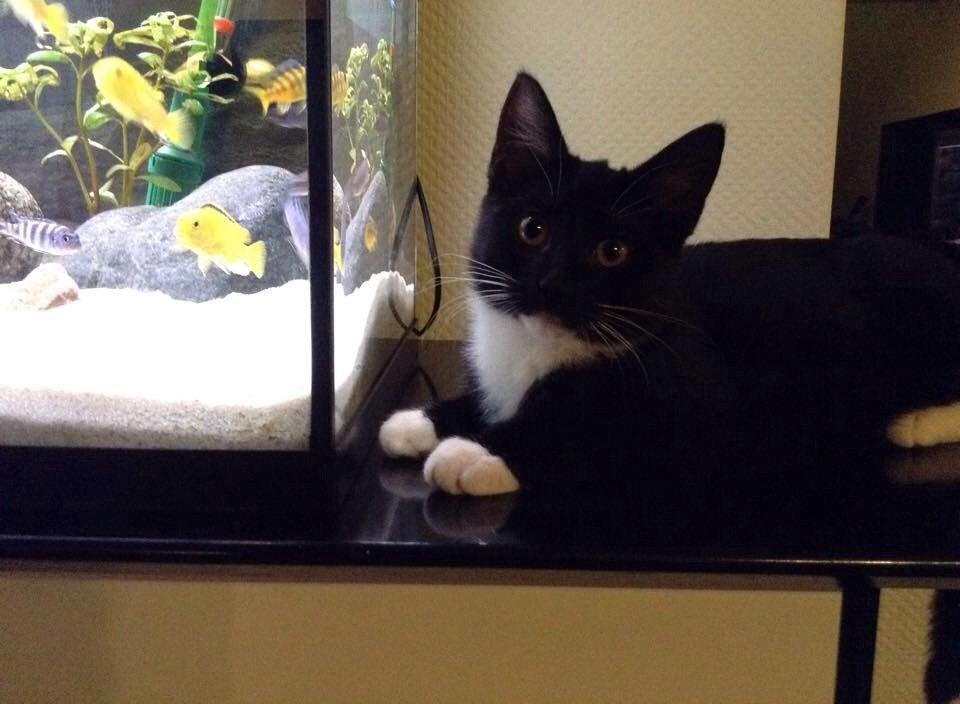 Huskat Cutie billede 1