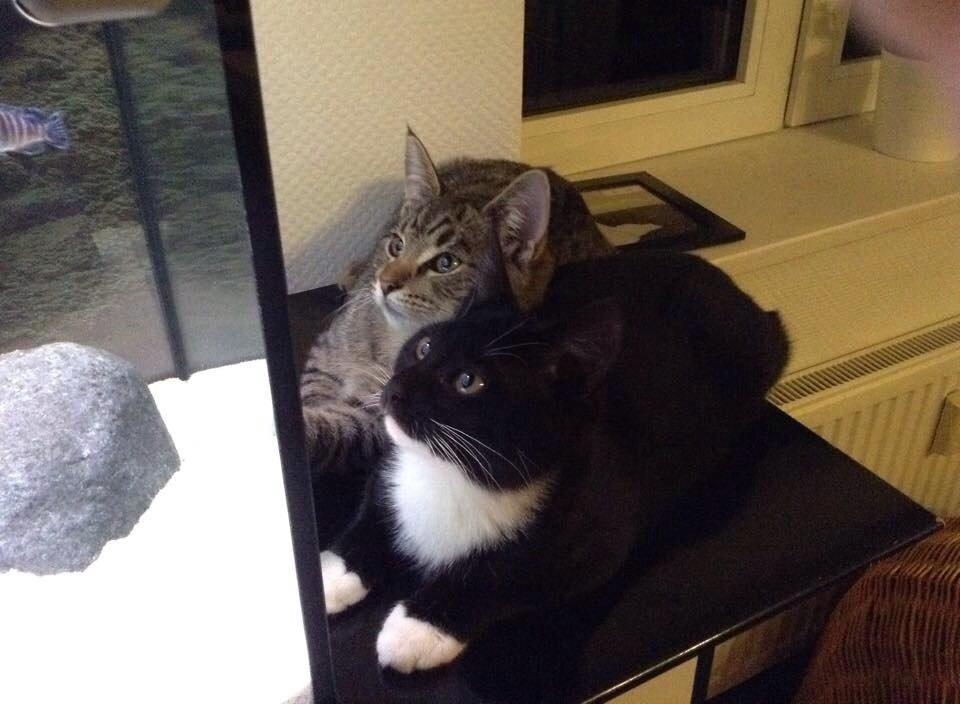 Huskat Cutie billede 2