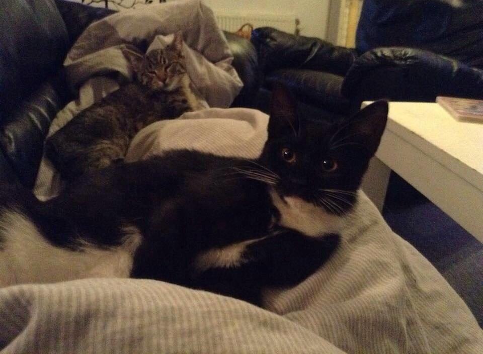 Huskat Cutie billede 3