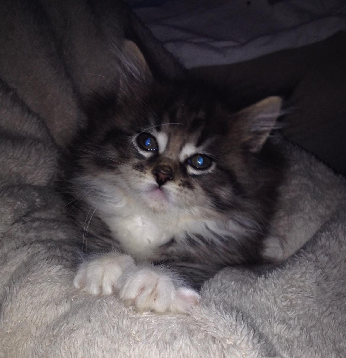 Maine Coon Darling Nala billede 15