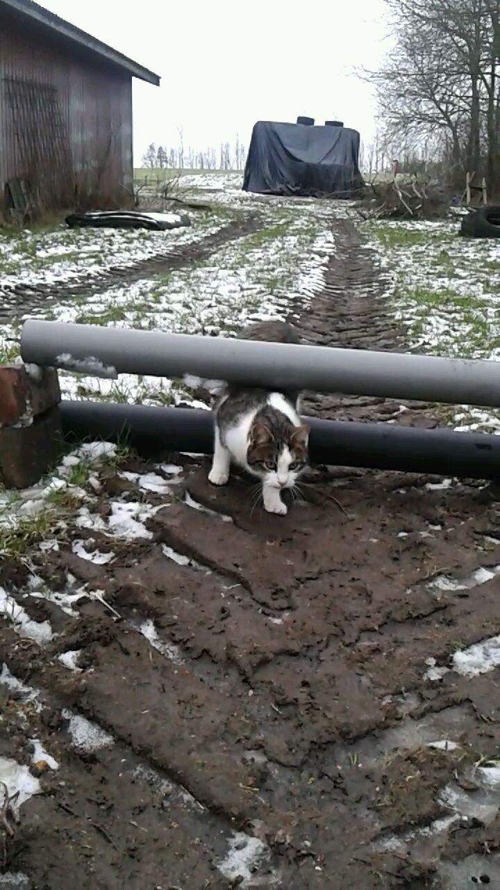 Huskat bølle billede 47