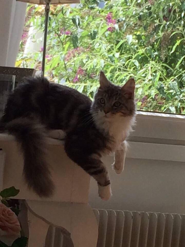 Blanding af racer Balder billede 10