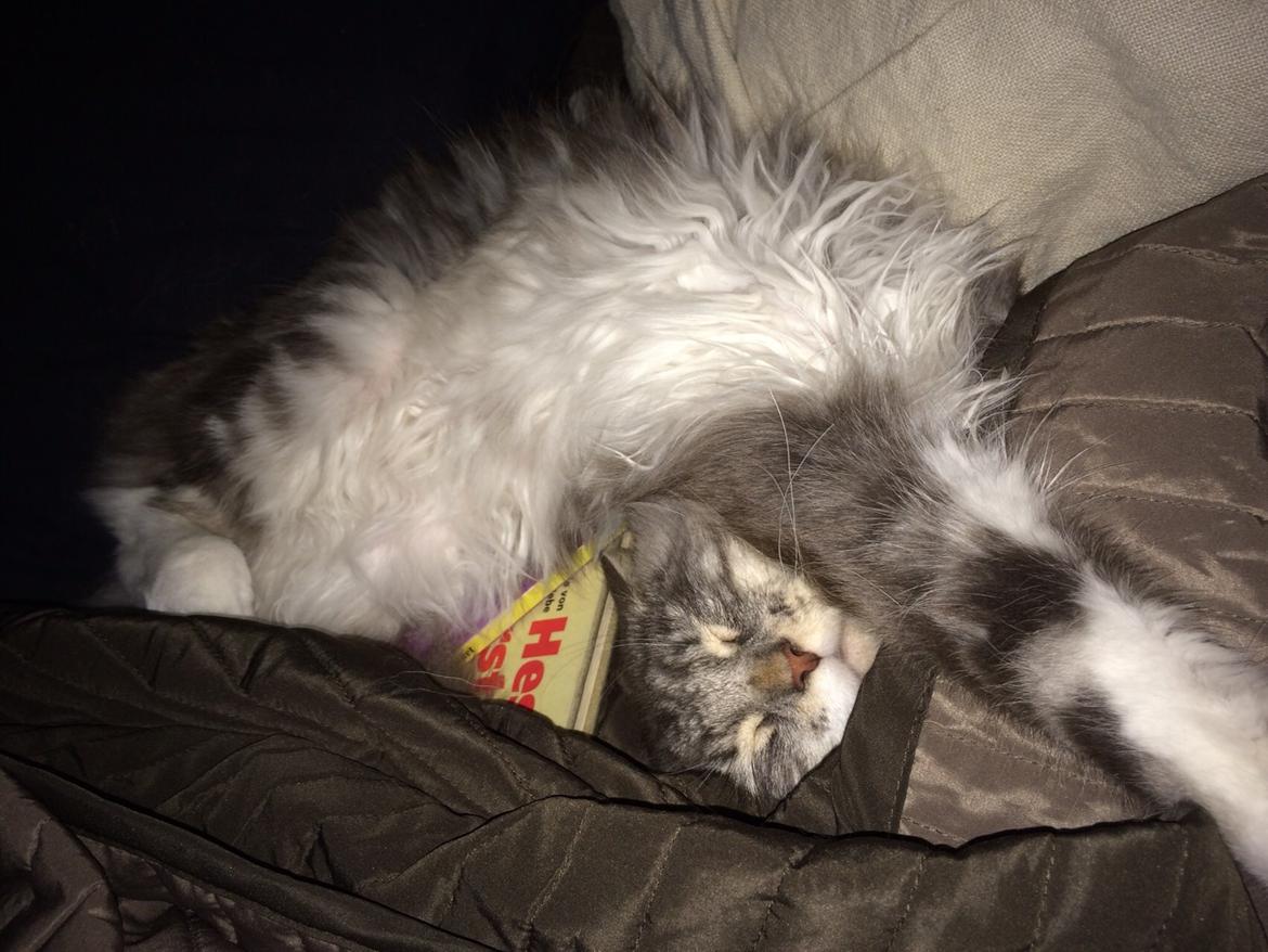 Blanding af racer Balder billede 9