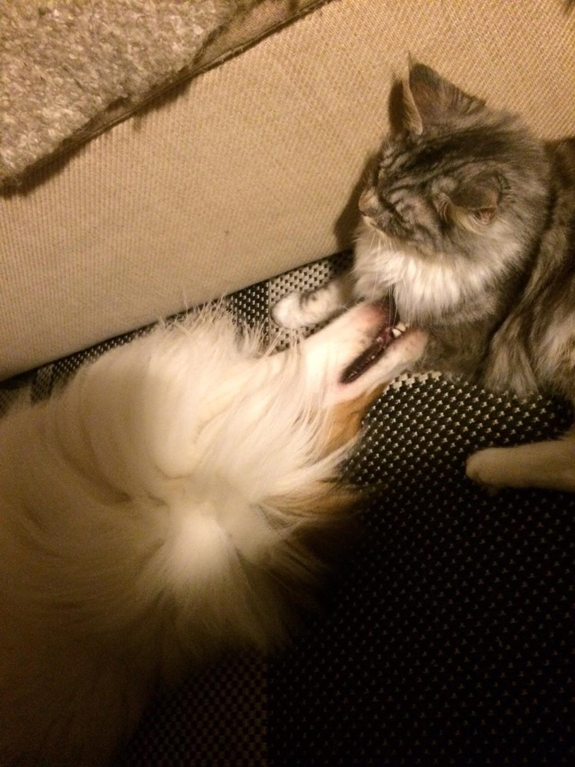 Blanding af racer Balder billede 11