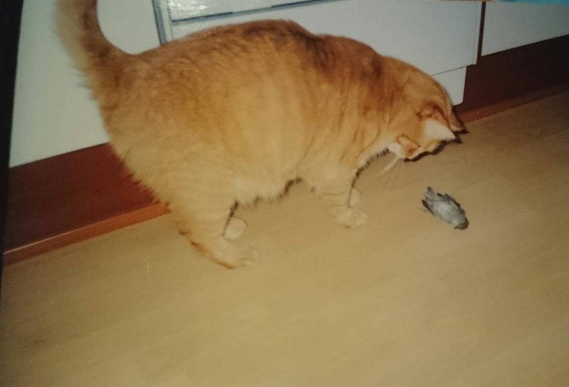 Blanding af racer Garfield  billede 2