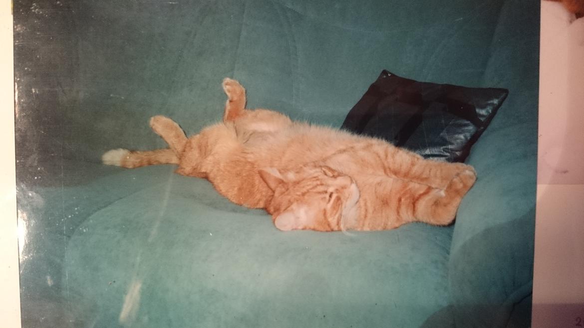 Blanding af racer Garfield  - han forstod at gøre sig det behageligt  billede 3