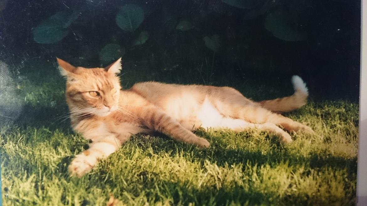 Blanding af racer Garfield  - også udenfor  billede 4