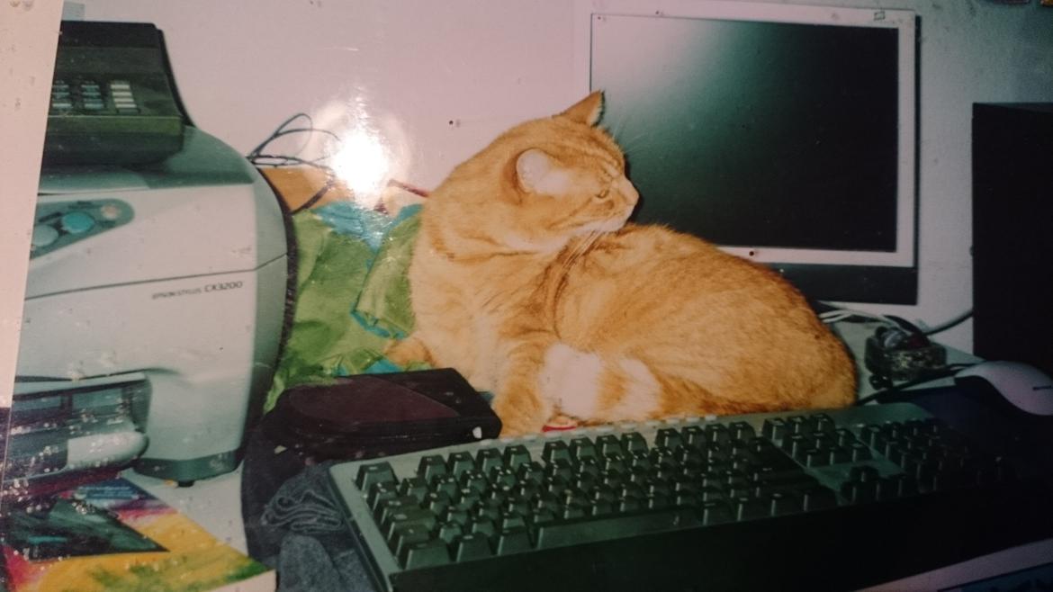 Blanding af racer Garfield  billede 5