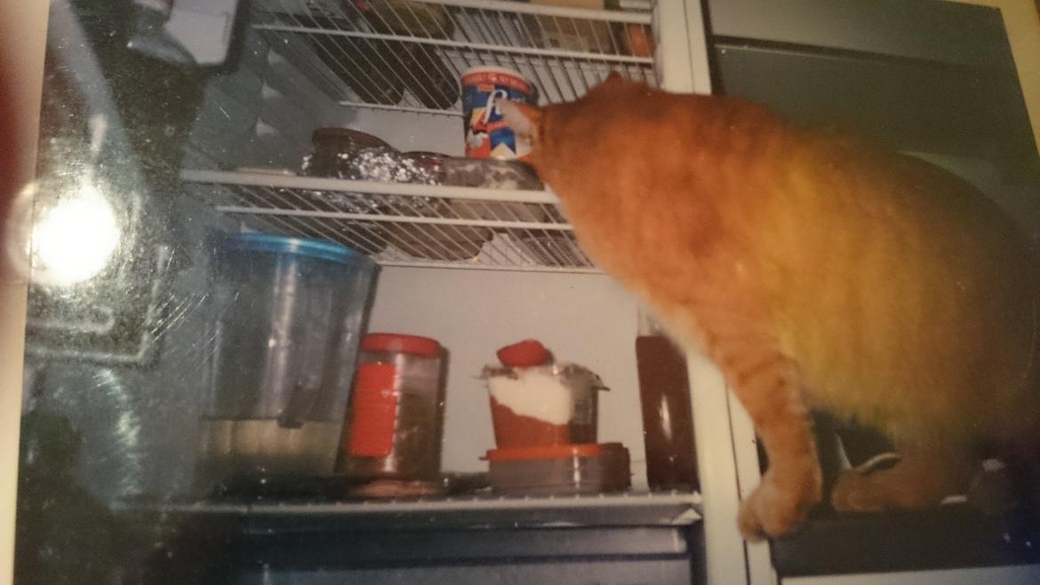 Blanding af racer Garfield  - lad mig se, hvad skal jeg spise idag?  billede 6