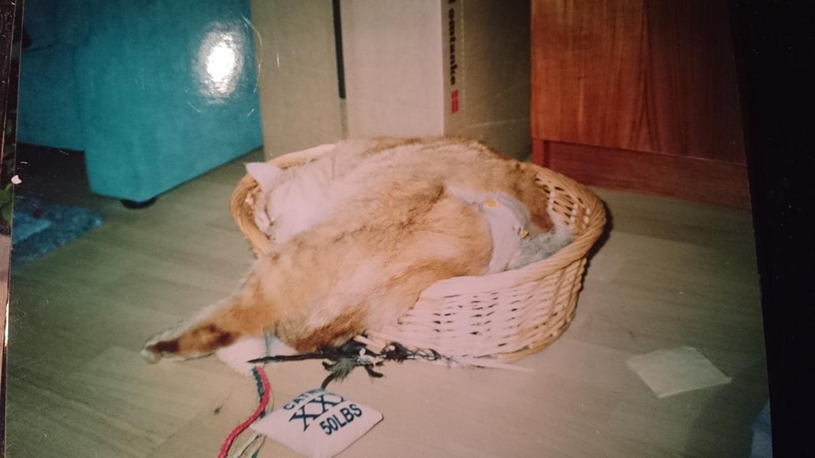 Blanding af racer Garfield  - hans elskede kurv, dræn pga byld,  hvilket han selv rev uden før dyrlæge skulle fjerne det  billede 7