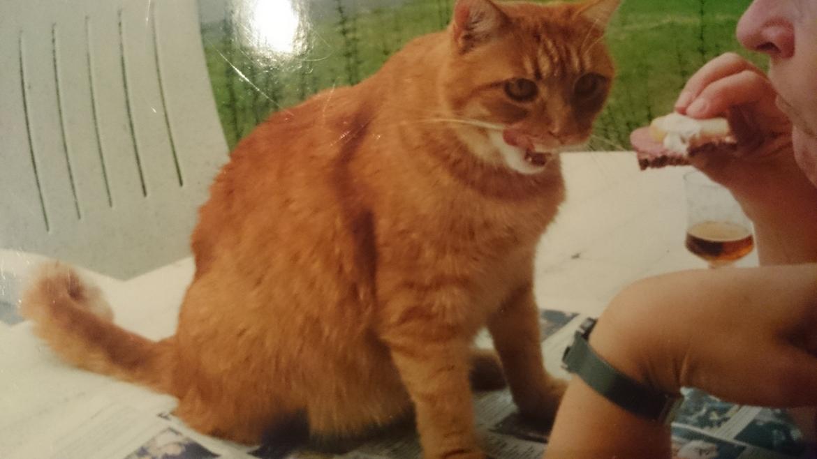 Blanding af racer Garfield  - skal jeg ikke hjælpe dig med at spise det der?? billede 8