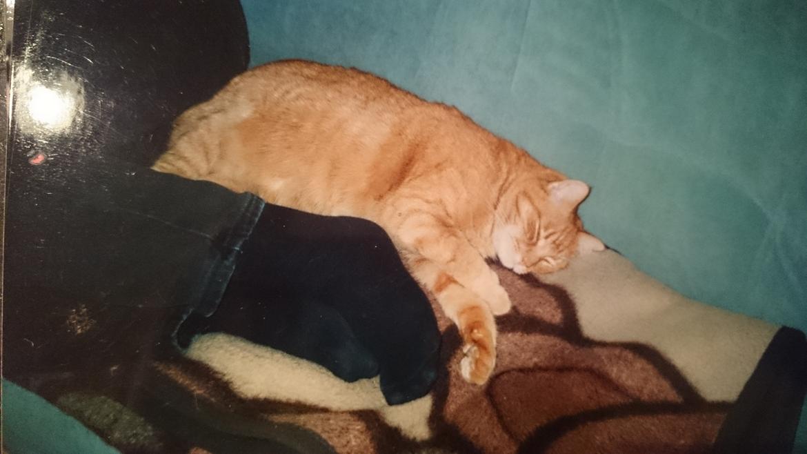 Blanding af racer Garfield  billede 9