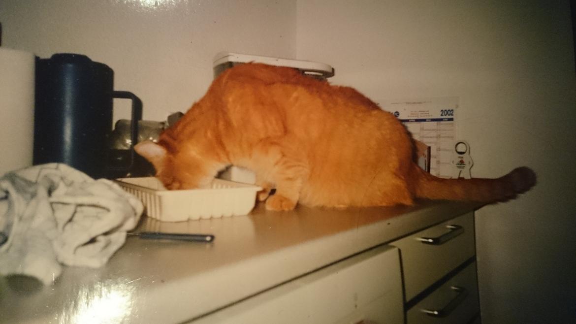 Blanding af racer Garfield  - garfield var meget velopdragen,  stjal aldrig fra køkkenbordet  billede 10