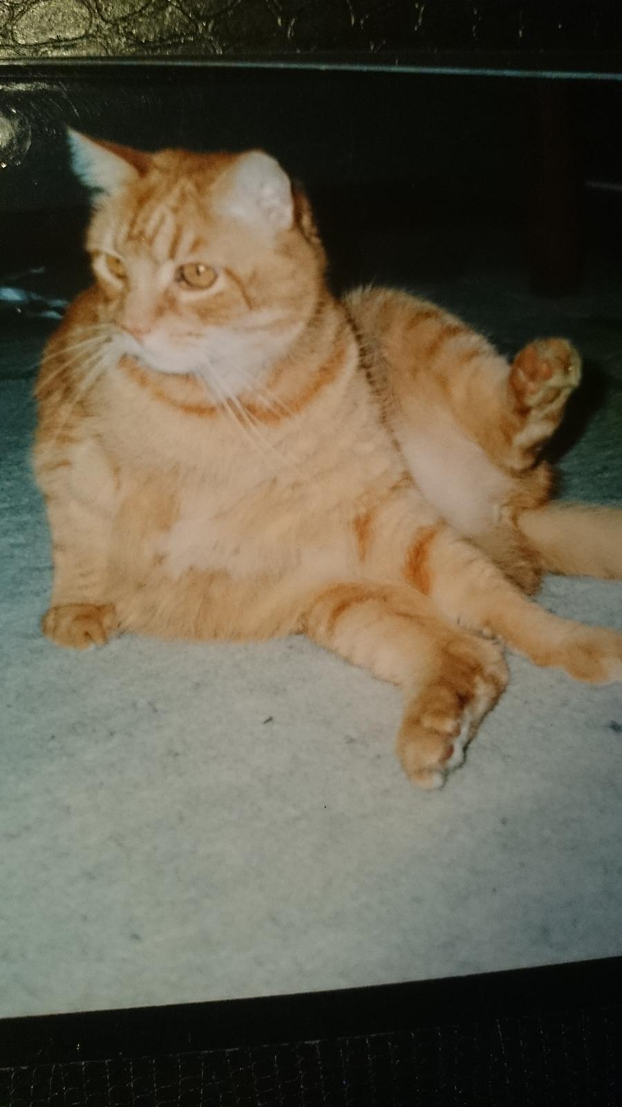 Blanding af racer Garfield  - 'hvad var det nu jeg var i gang med? ' billede 11