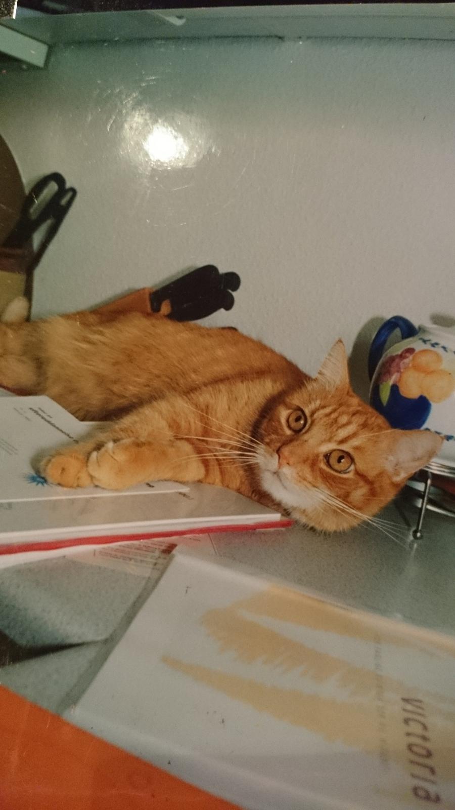 Blanding af racer Garfield  - hvad mener du med 'flyt dig'? billede 12