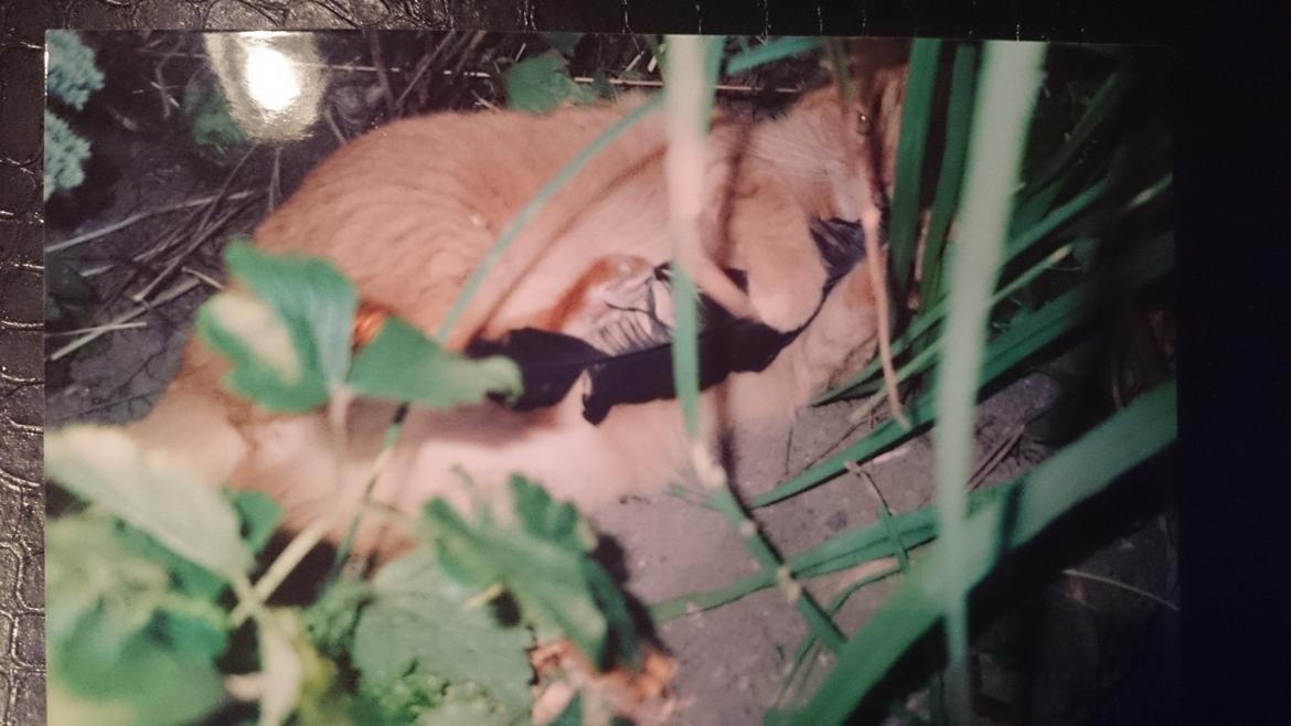 Blanding af racer Garfield  - jungledyret gaf, resterne af fjeren ses på bill. 7 billede 13