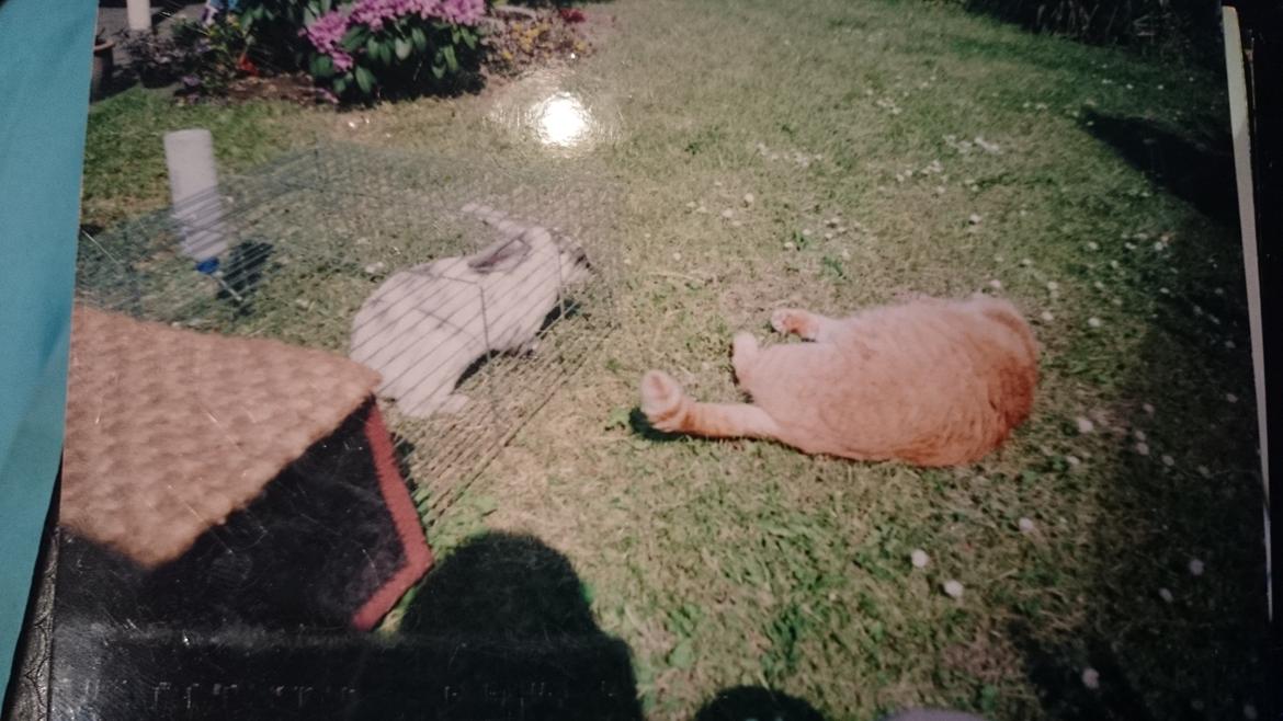 Blanding af racer Garfield  - her er gafdyret ved at dø af grin over den totalt underlige kat i buret  billede 14