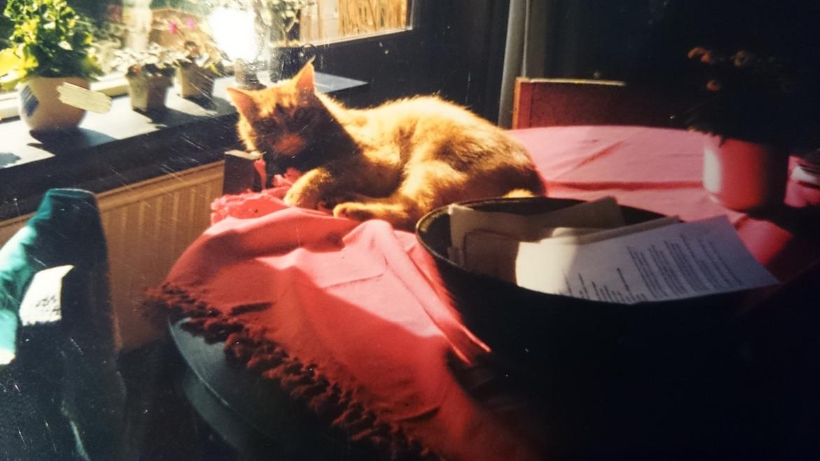 Blanding af racer Garfield  - ups taget på fersk gerning! fra 98 billede 15