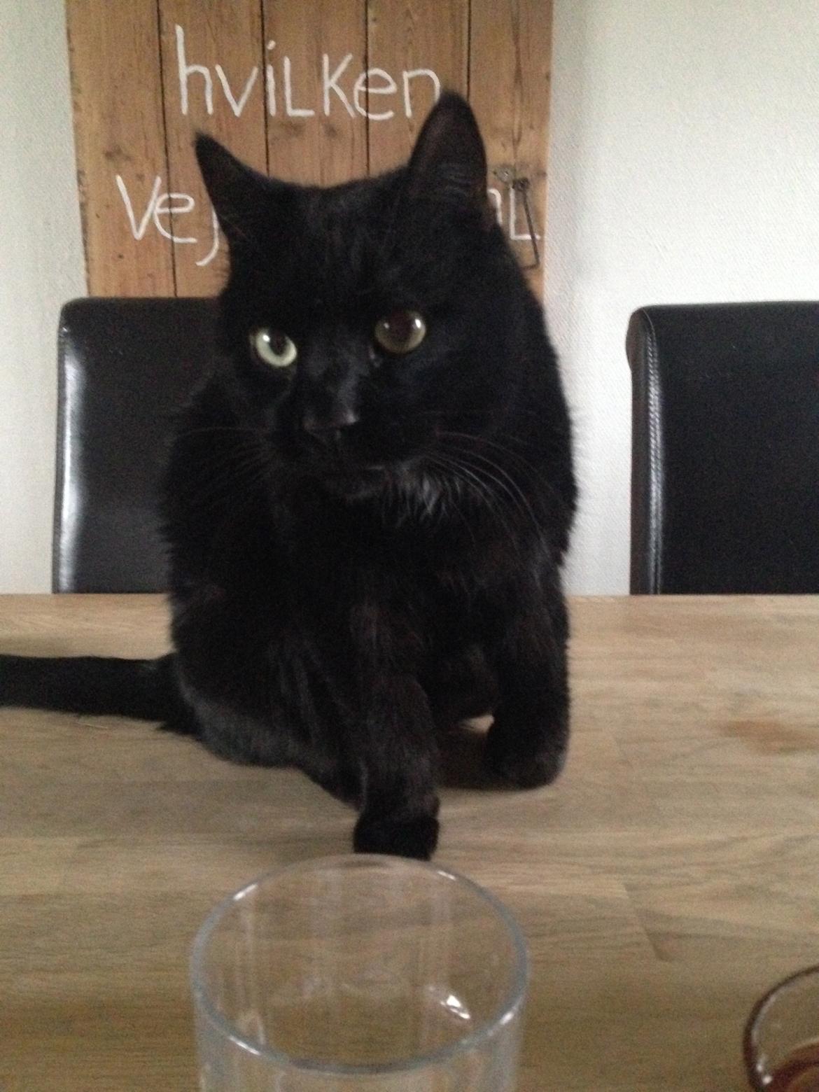 Blanding af racer Loui billede 17