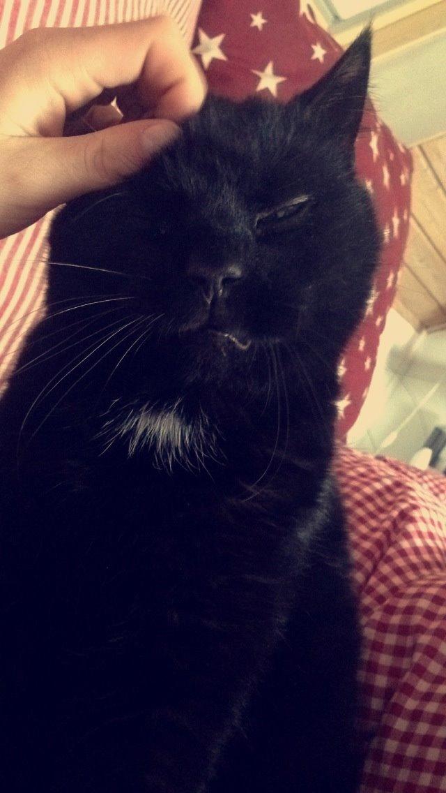 Blanding af racer Loui billede 18