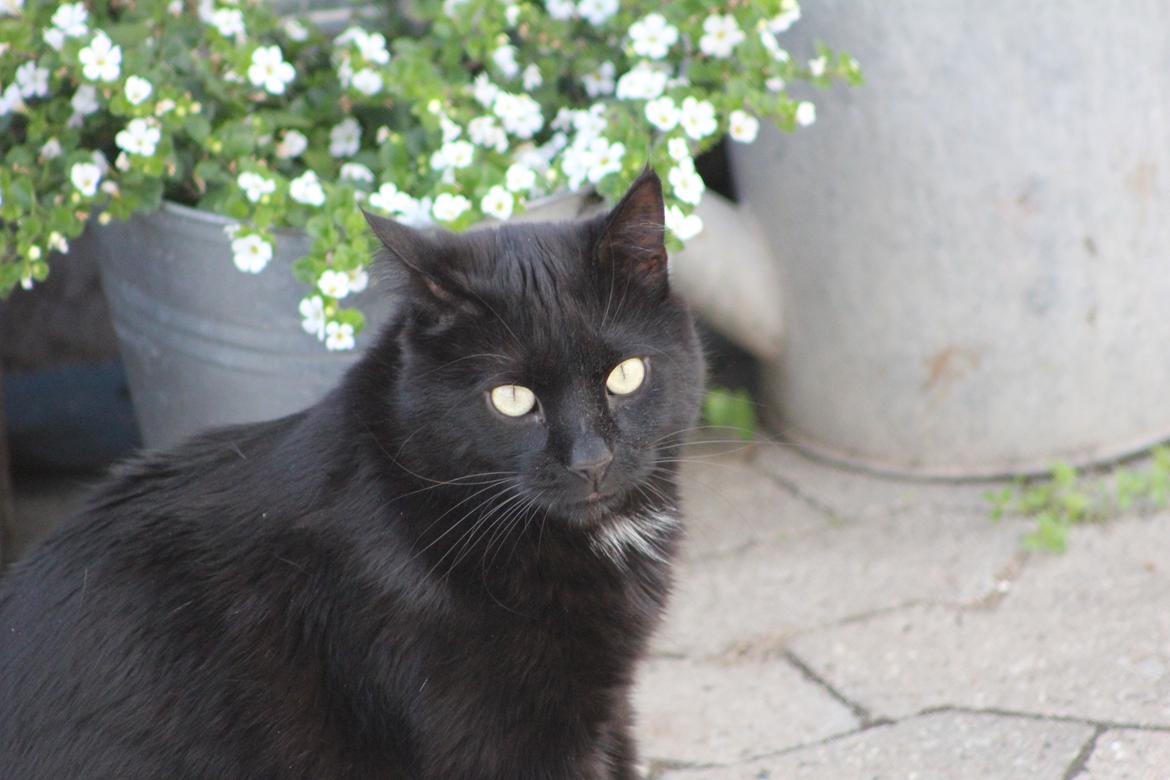 Blanding af racer Loui billede 19