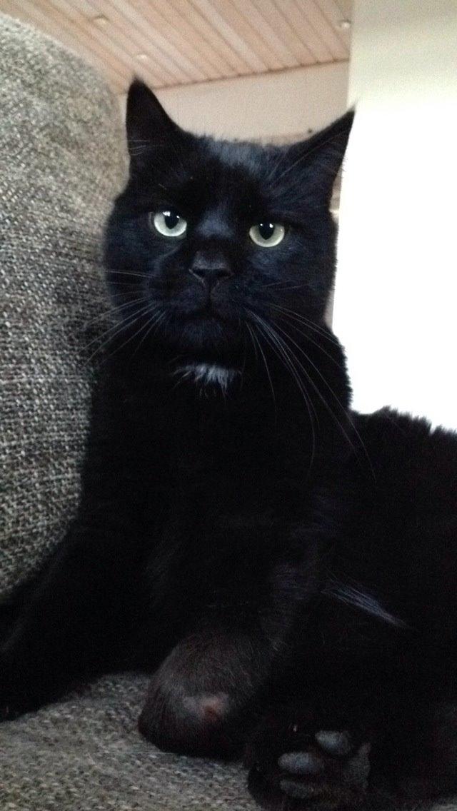 Blanding af racer Loui billede 20