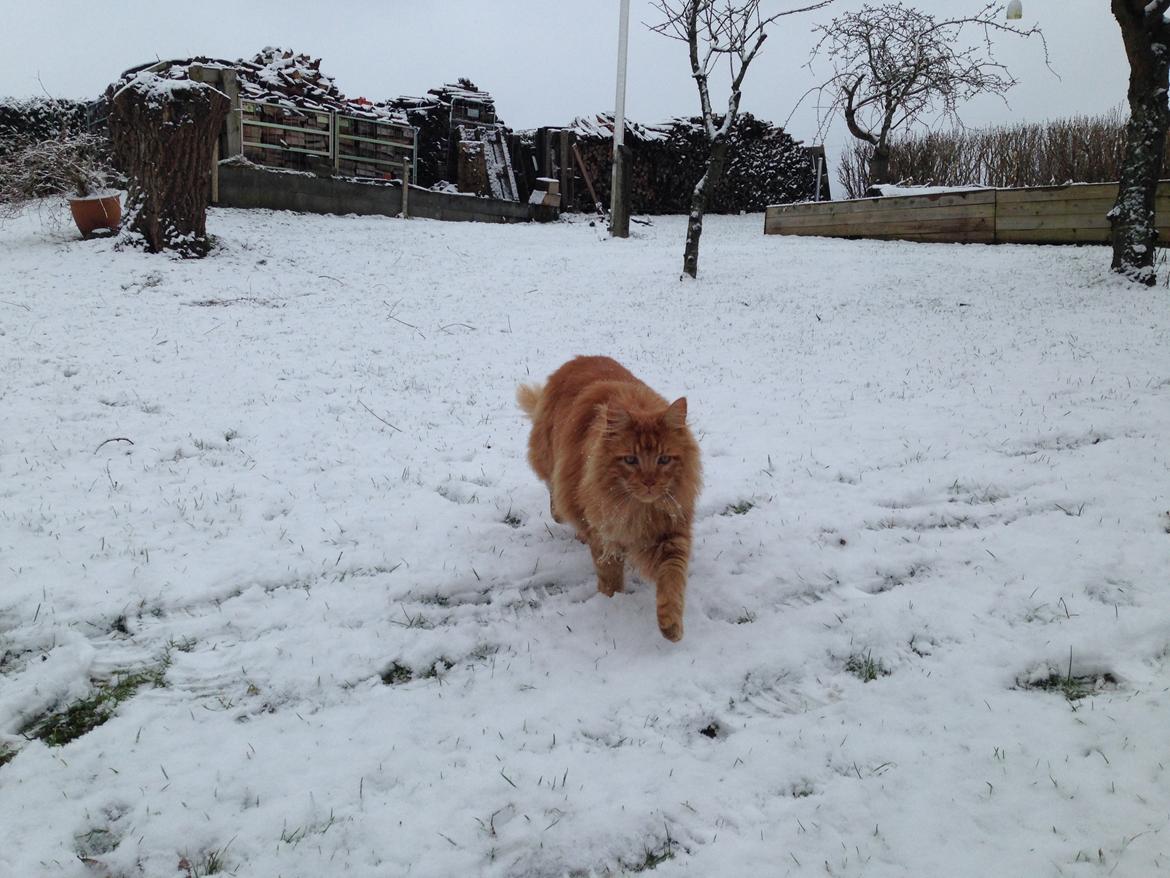 Maine Coon Baloue billede 13