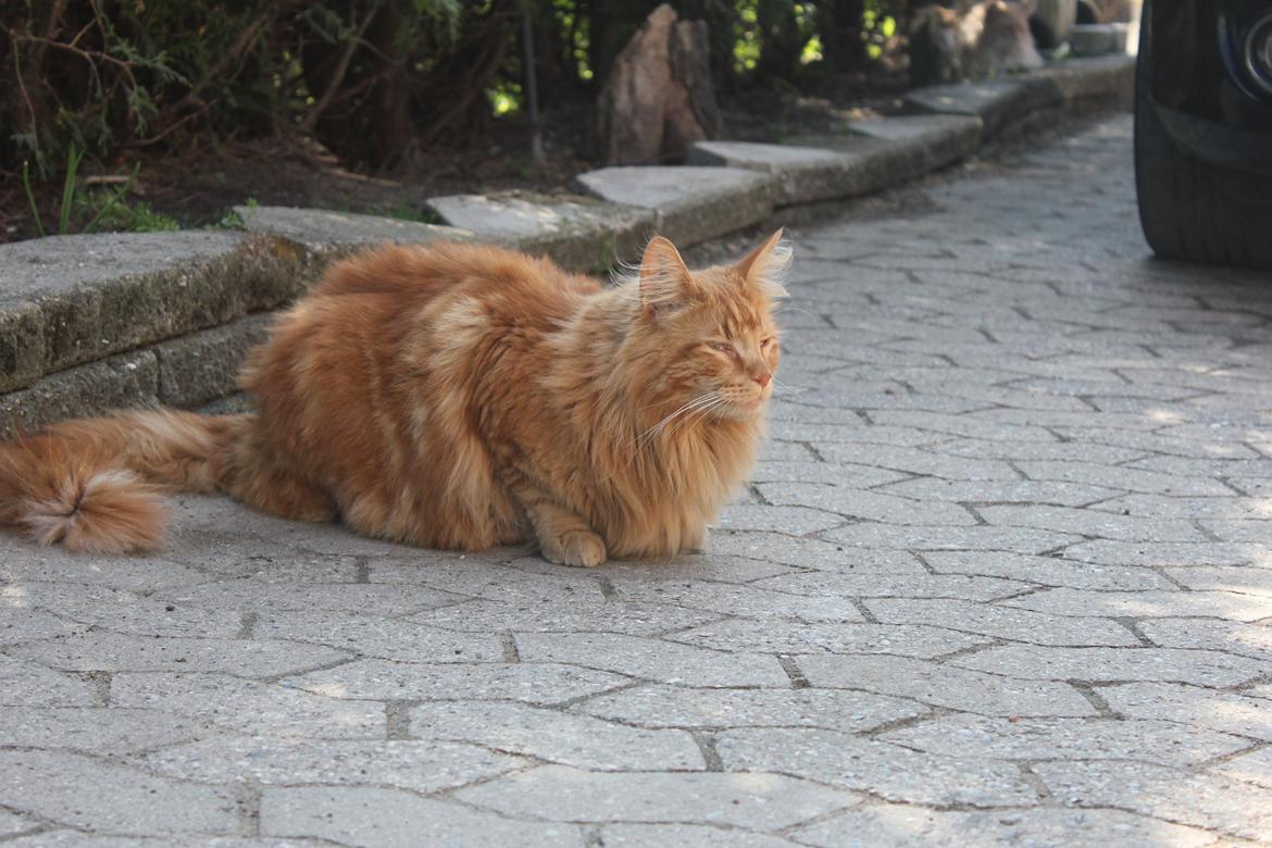 Maine Coon Baloue billede 8