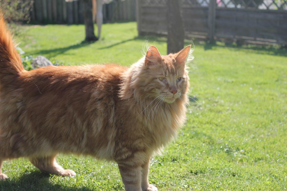 Maine Coon Baloue billede 4