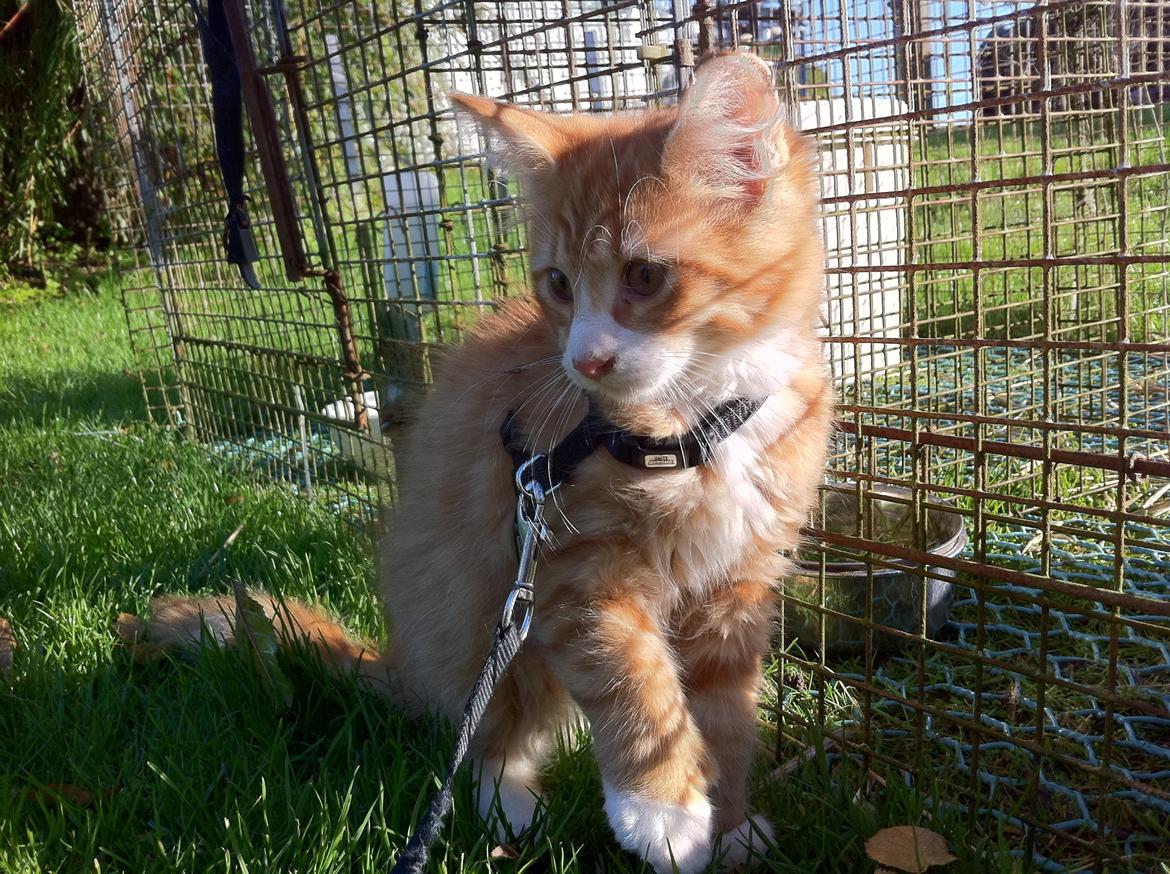 Maine Coon Ludvig Due Jensen billede 8