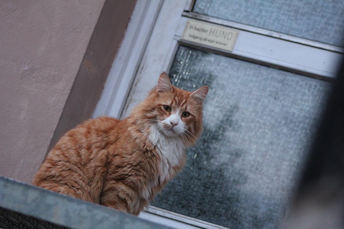 Maine Coon Ludvig Due Jensen billede 19