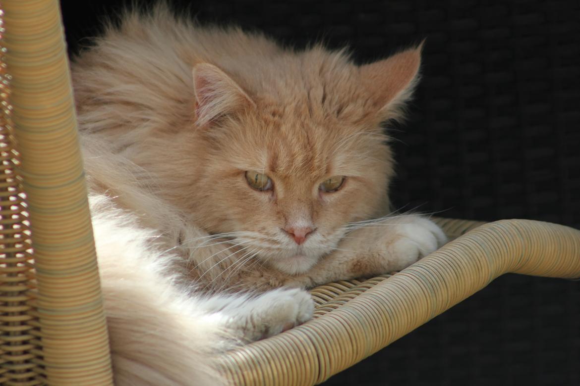 Maine Coon Felix billede 3