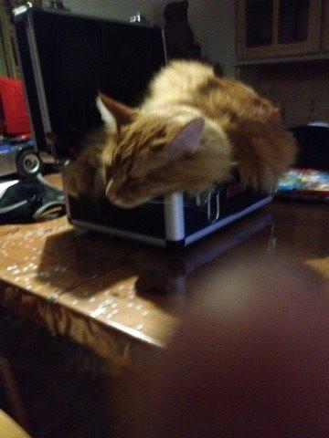 Maine Coon Simba billede 7