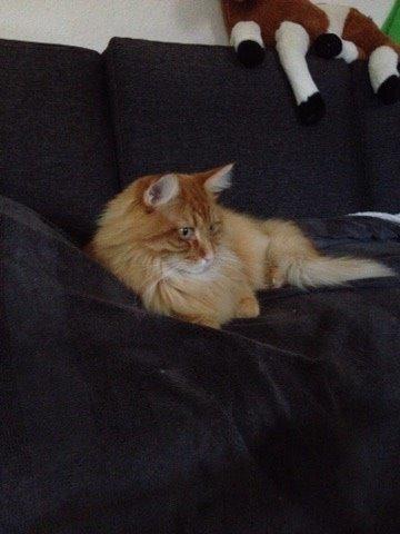 Maine Coon Simba billede 8