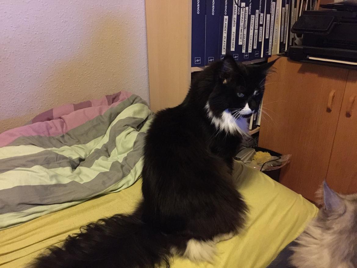 Maine Coon Amistia Romeo The Great billede 20