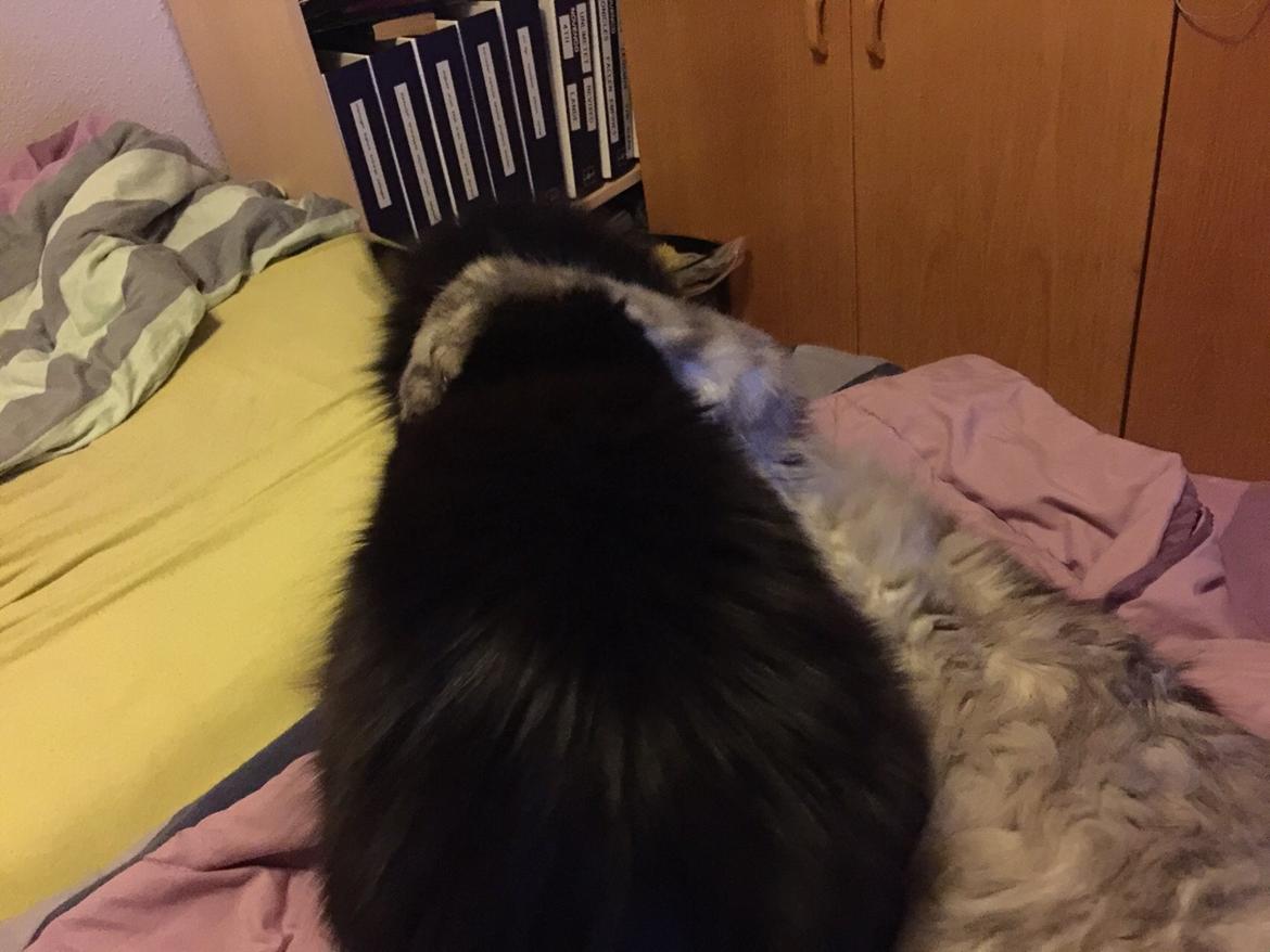 Maine Coon Amistia Romeo The Great billede 21