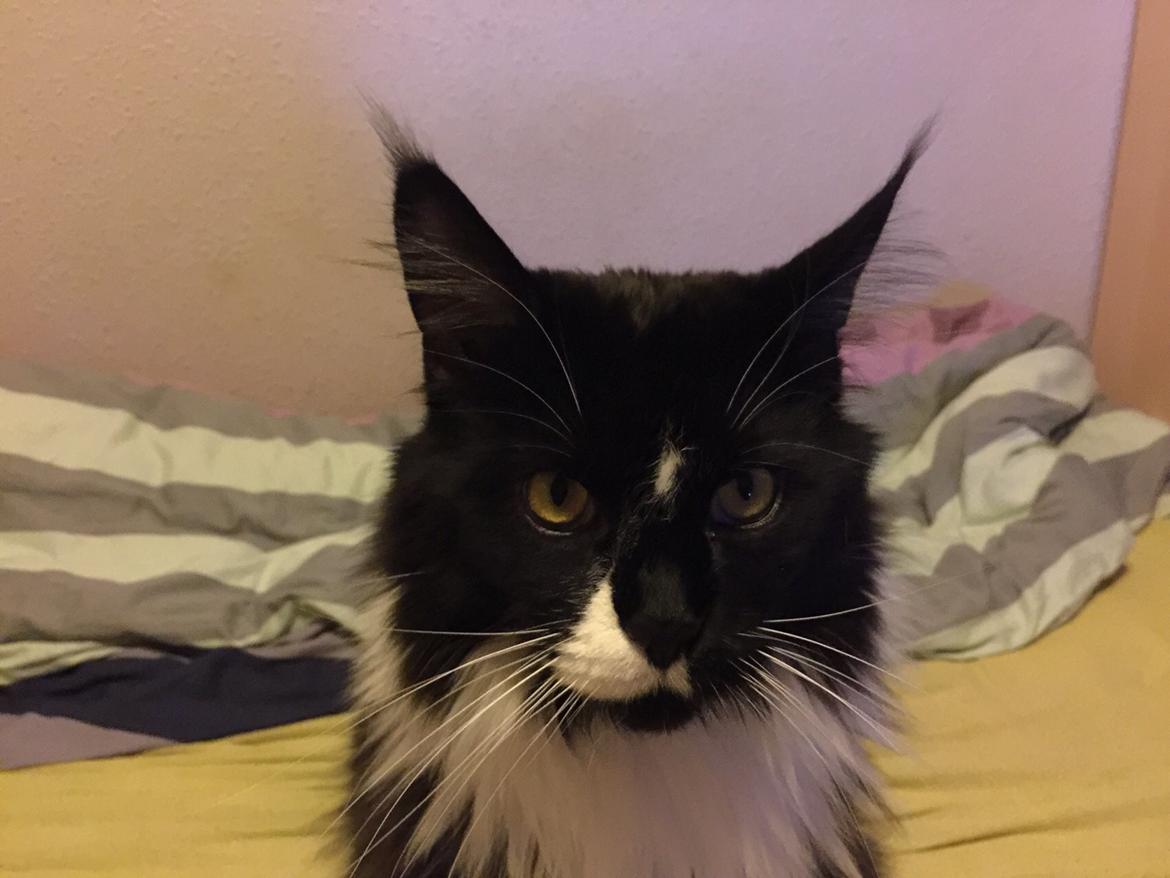 Maine Coon Amistia Romeo The Great billede 22