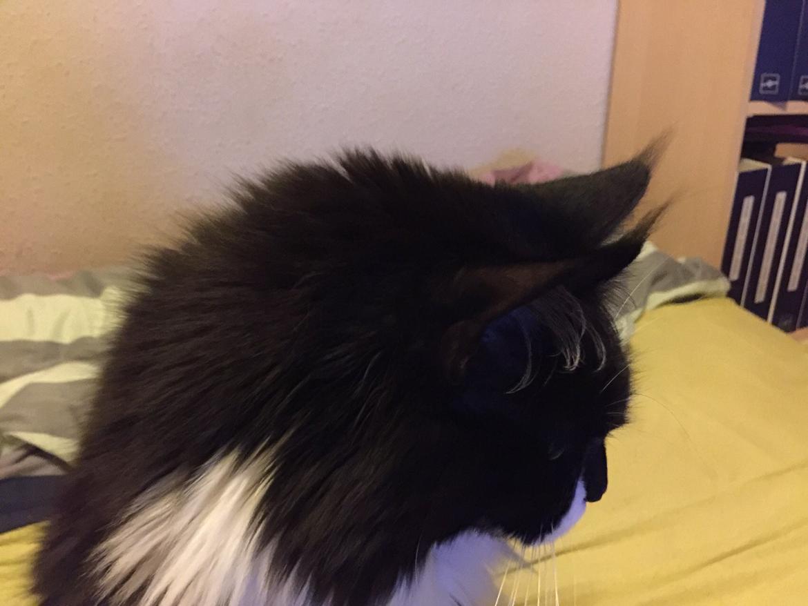 Maine Coon Amistia Romeo The Great billede 23