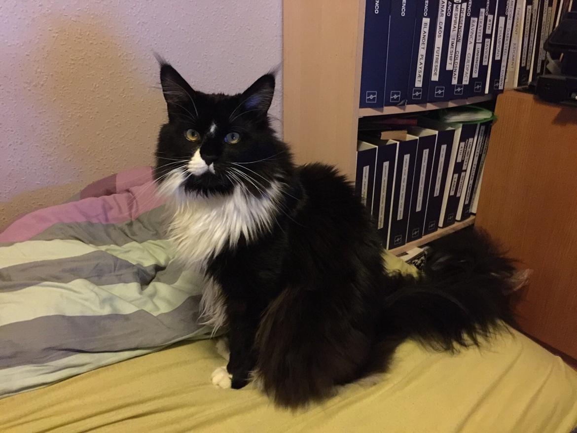 Maine Coon Amistia Romeo The Great billede 24