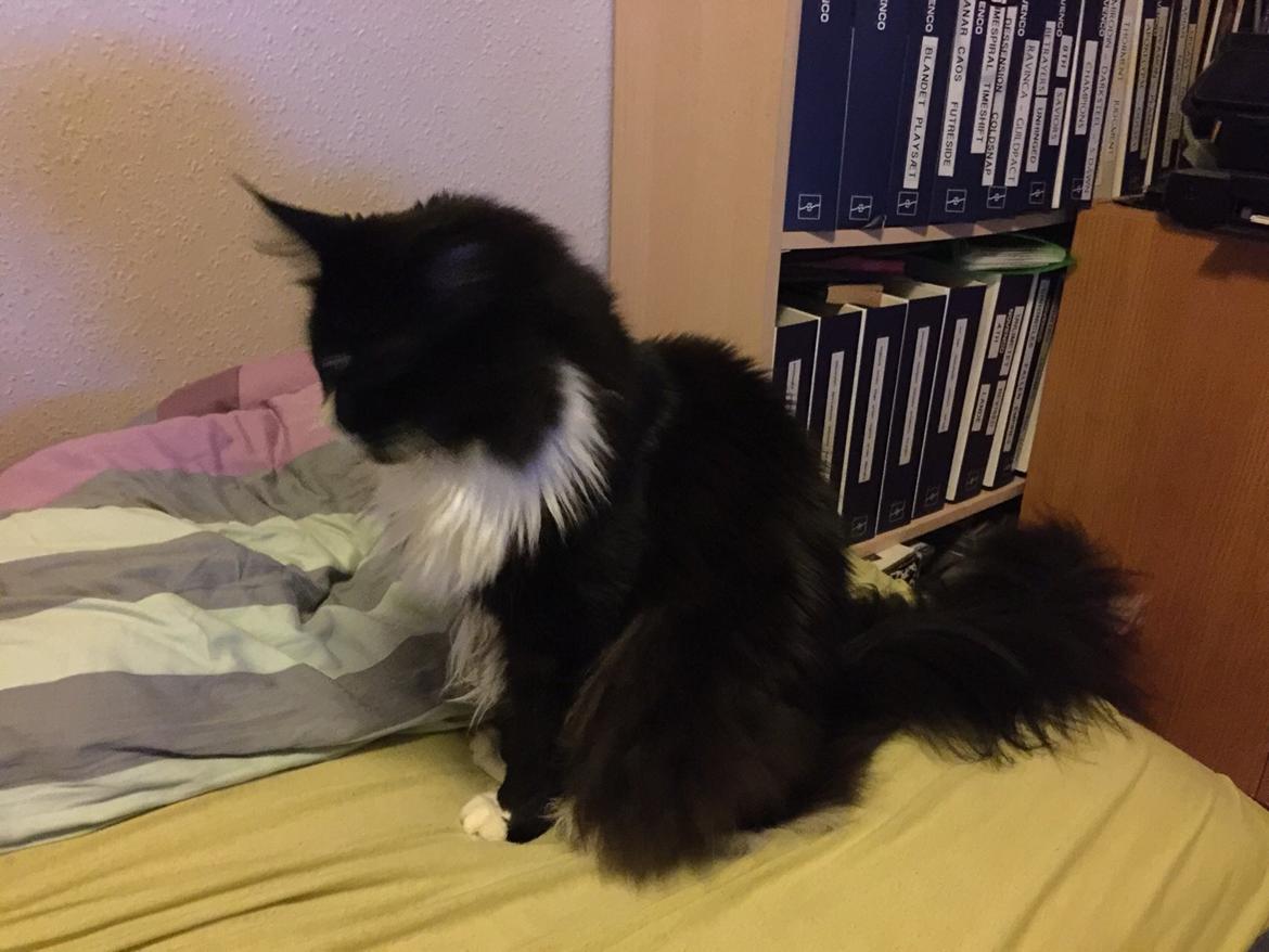 Maine Coon Amistia Romeo The Great billede 25